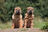 SHAR-PEI 826